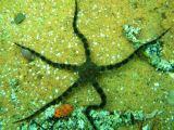 Brittle star